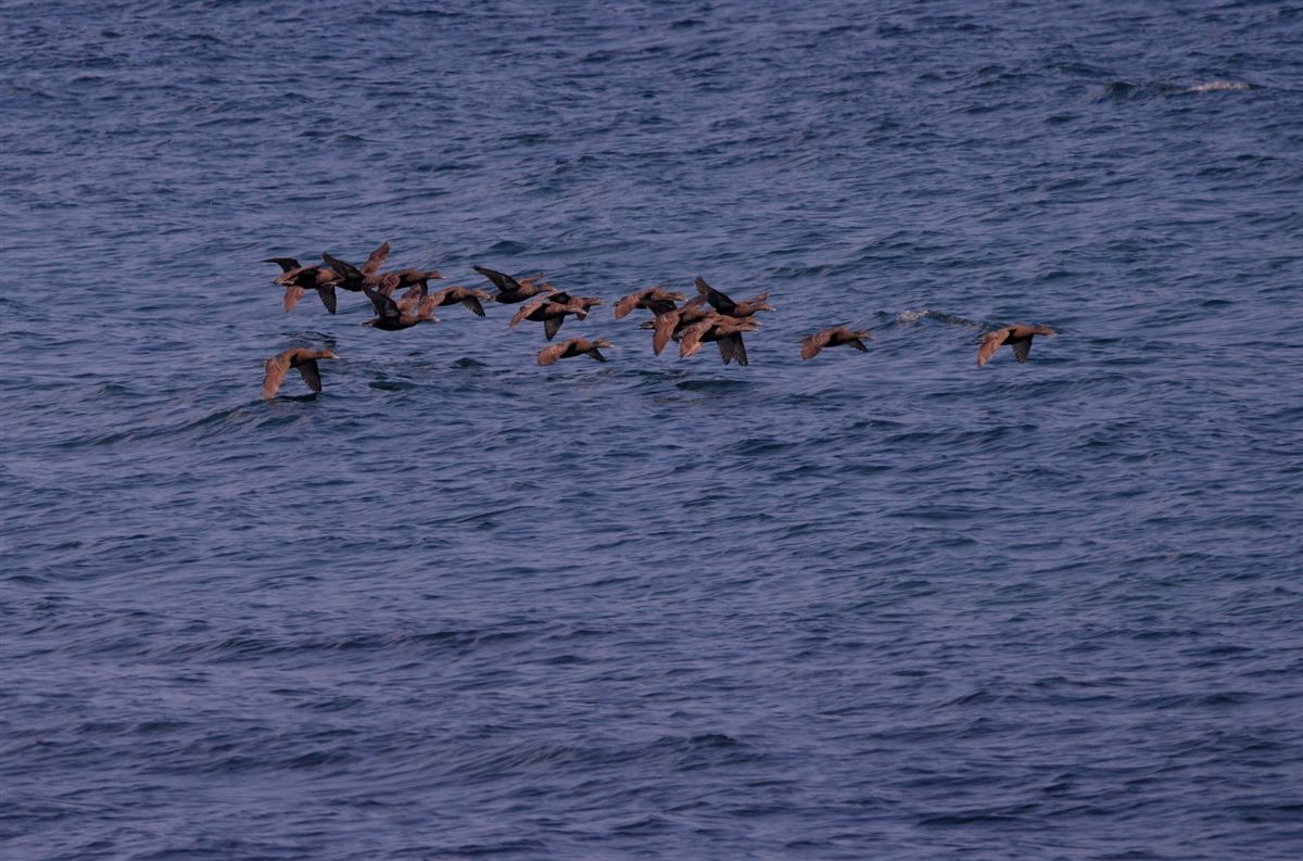 Common Eider