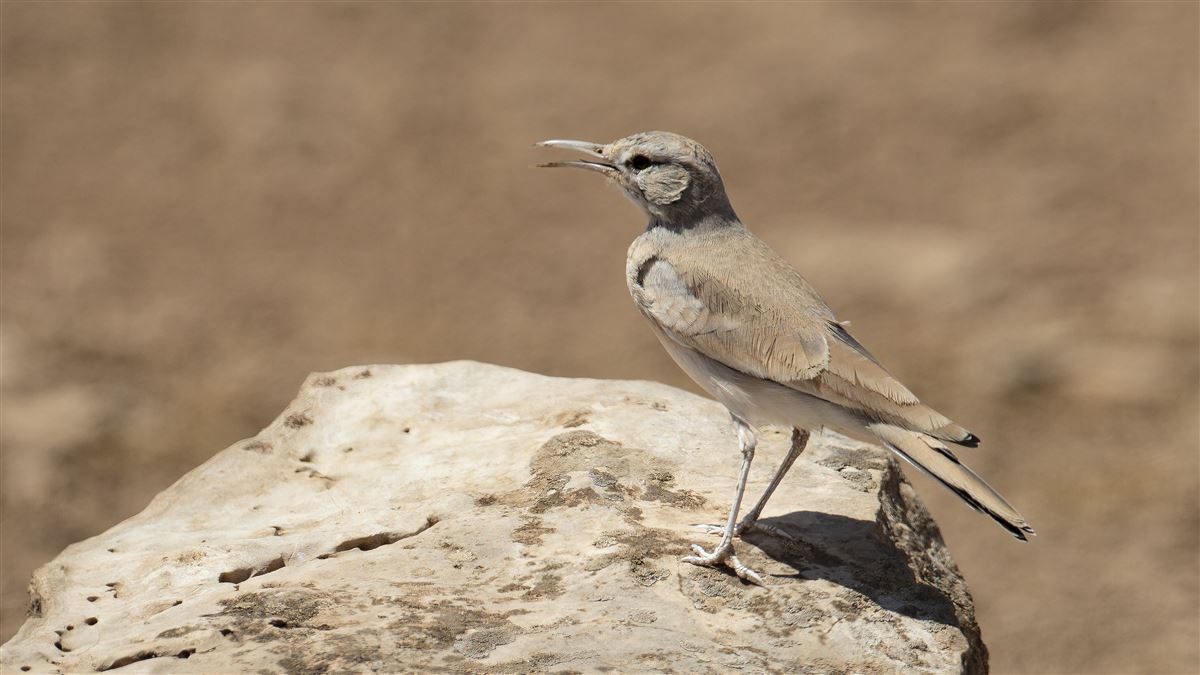 Greater Hoopoe-Lark