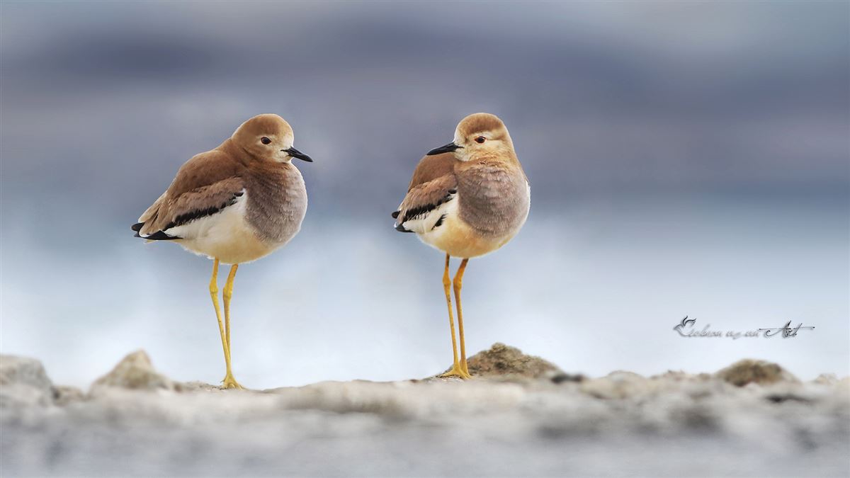 White-tailed Lapwing