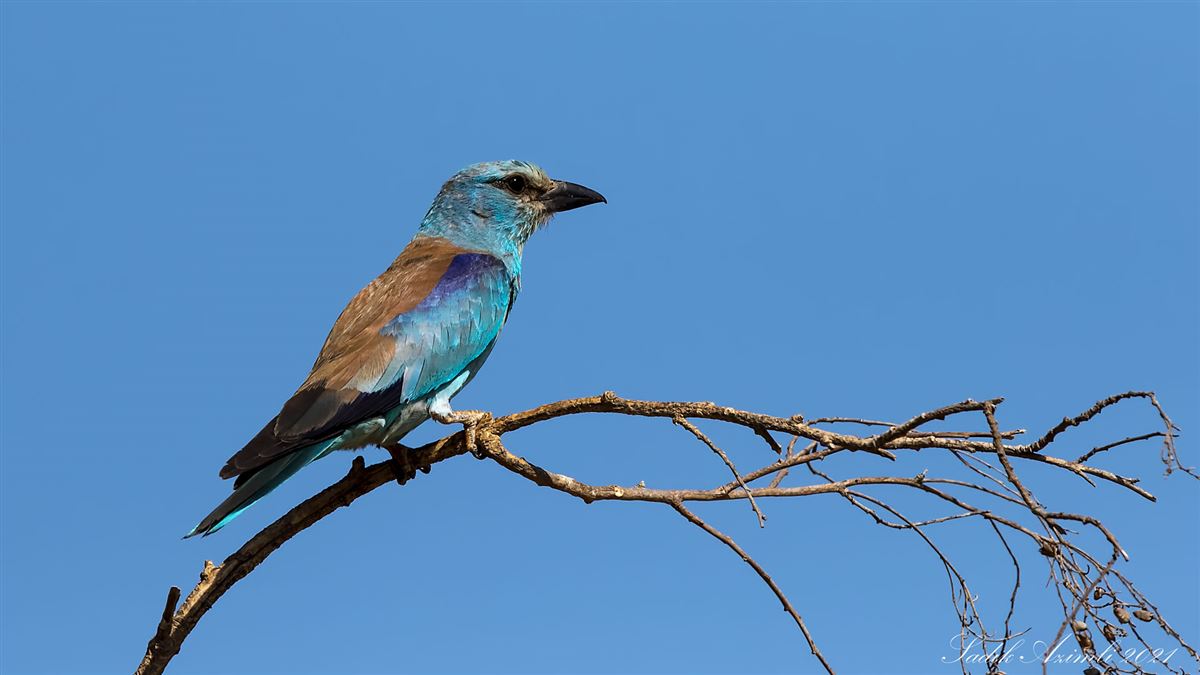 European Roller