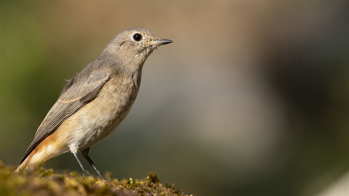 Common Redstart