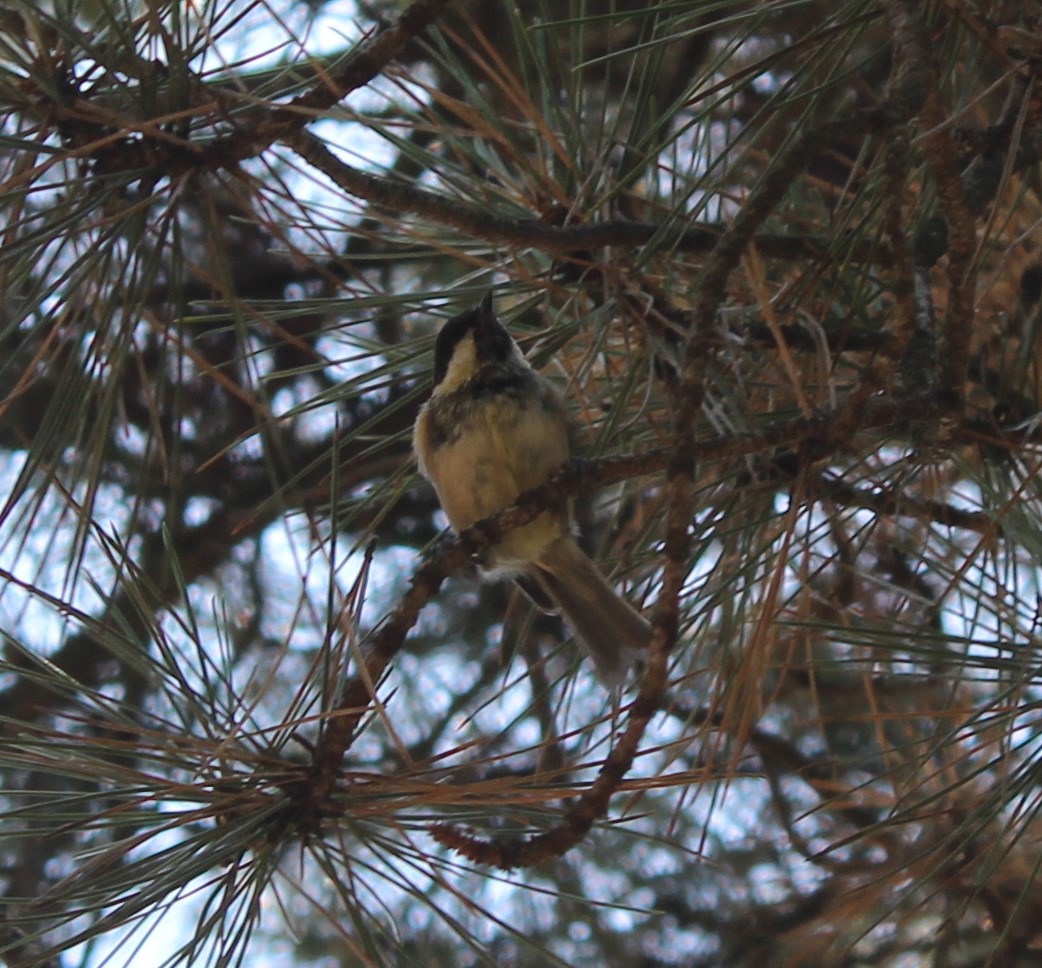 Coal Tit