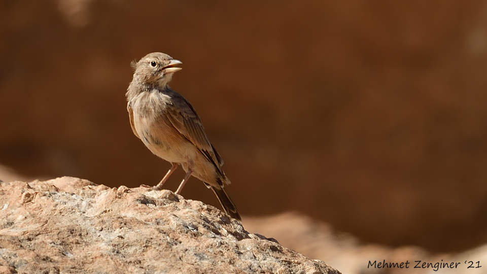 Desert Lark