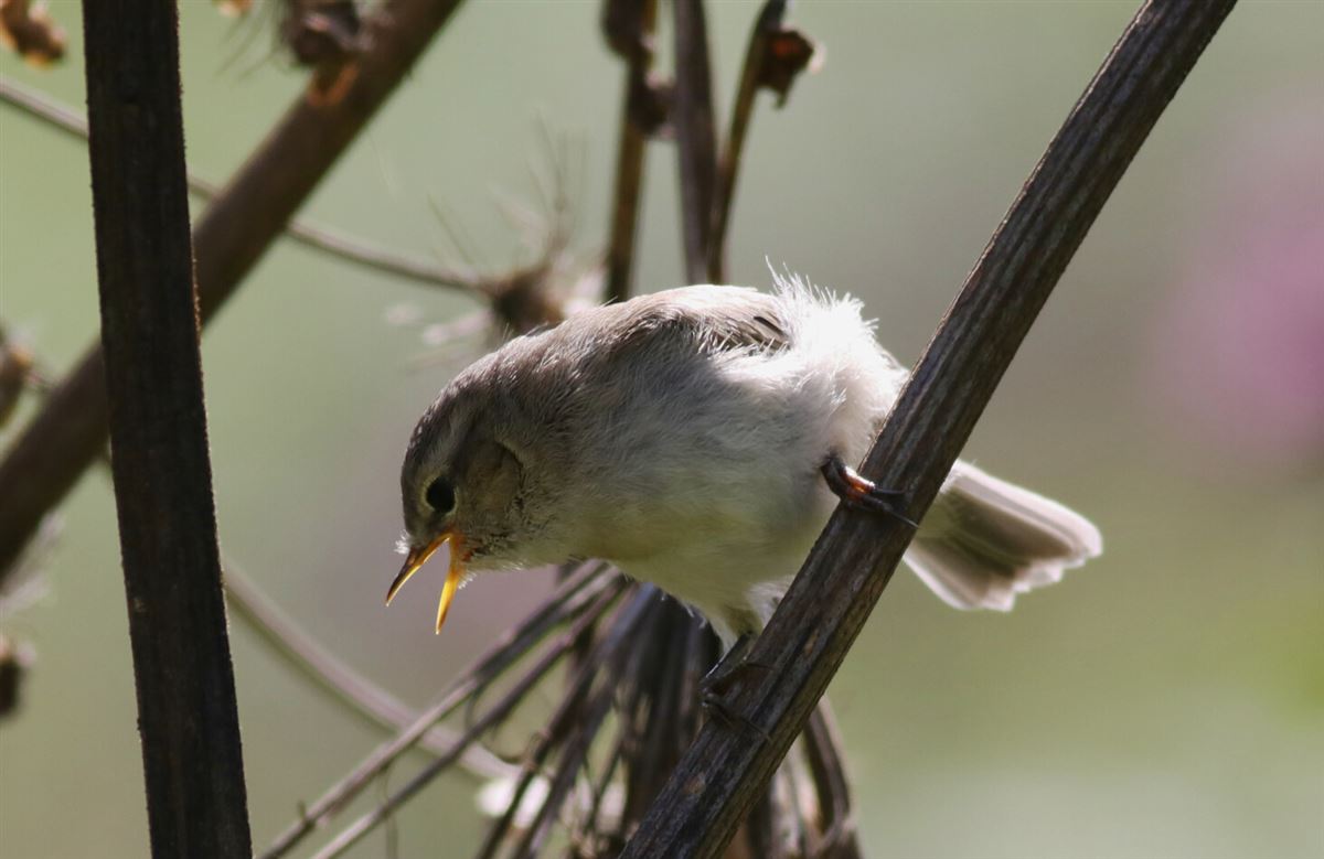 Mountain Chiffchaff