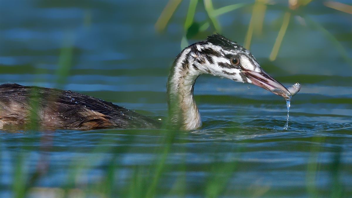 Great Crested Grebe