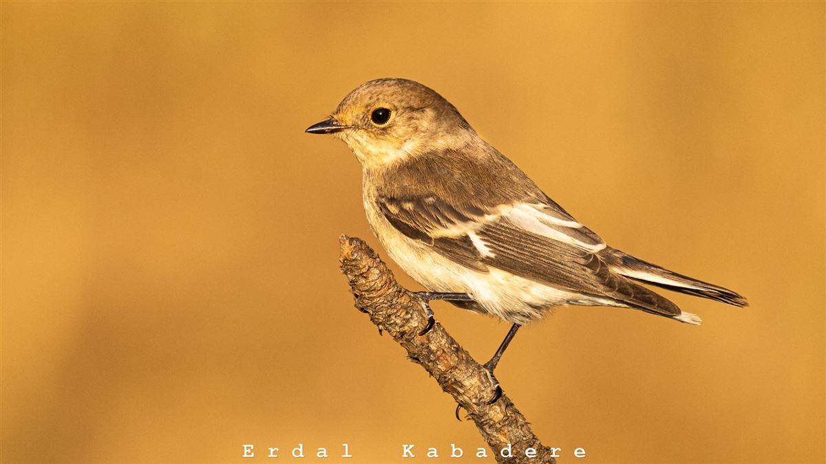Collared Flycatcher