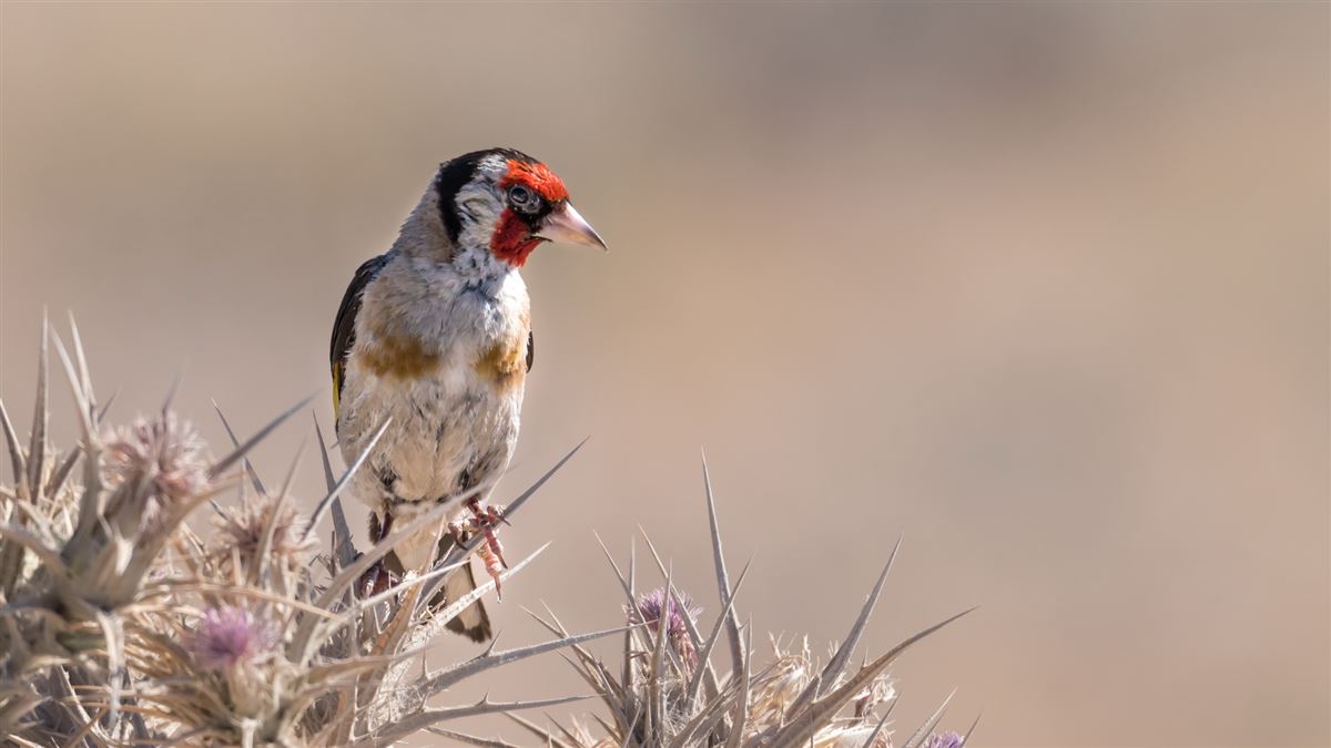 European Goldfinch