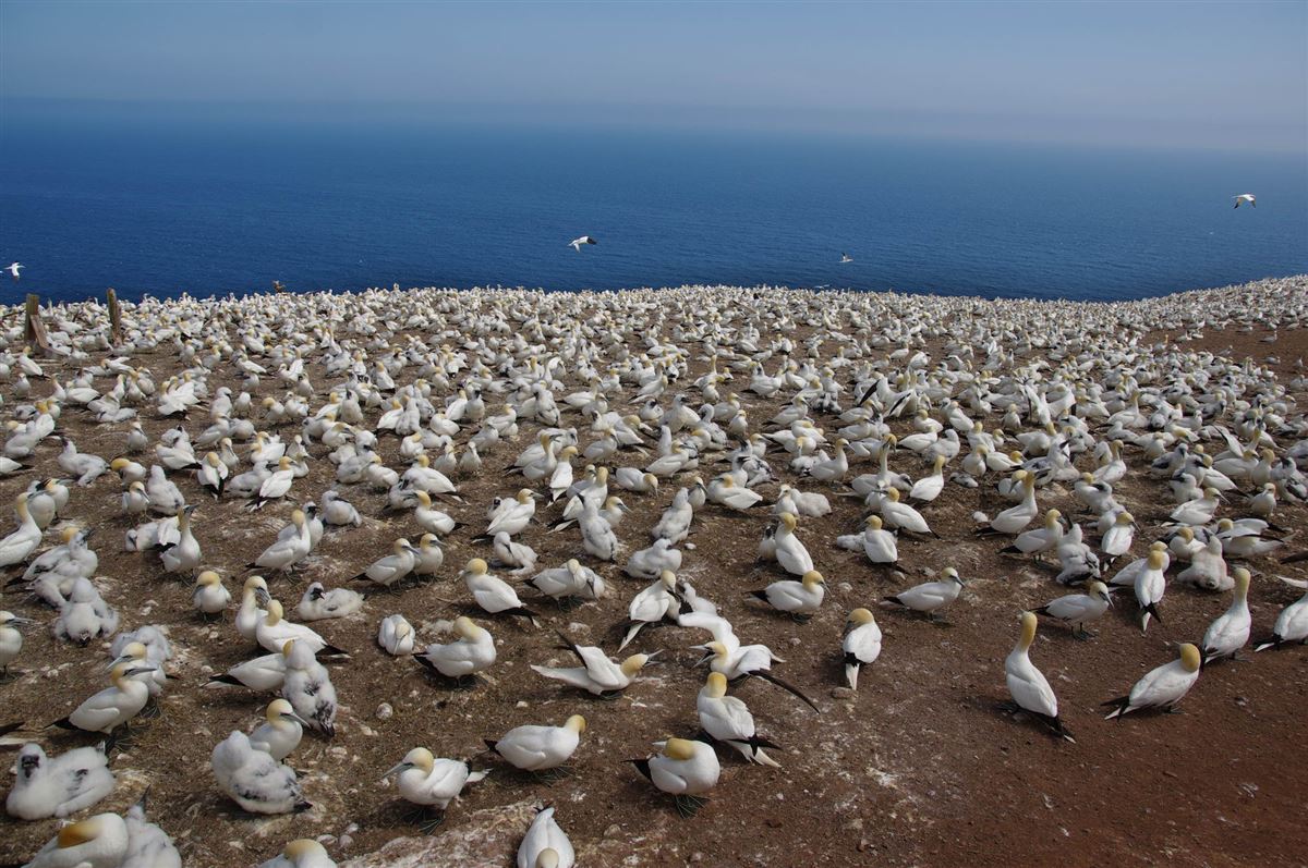 Northern Gannet