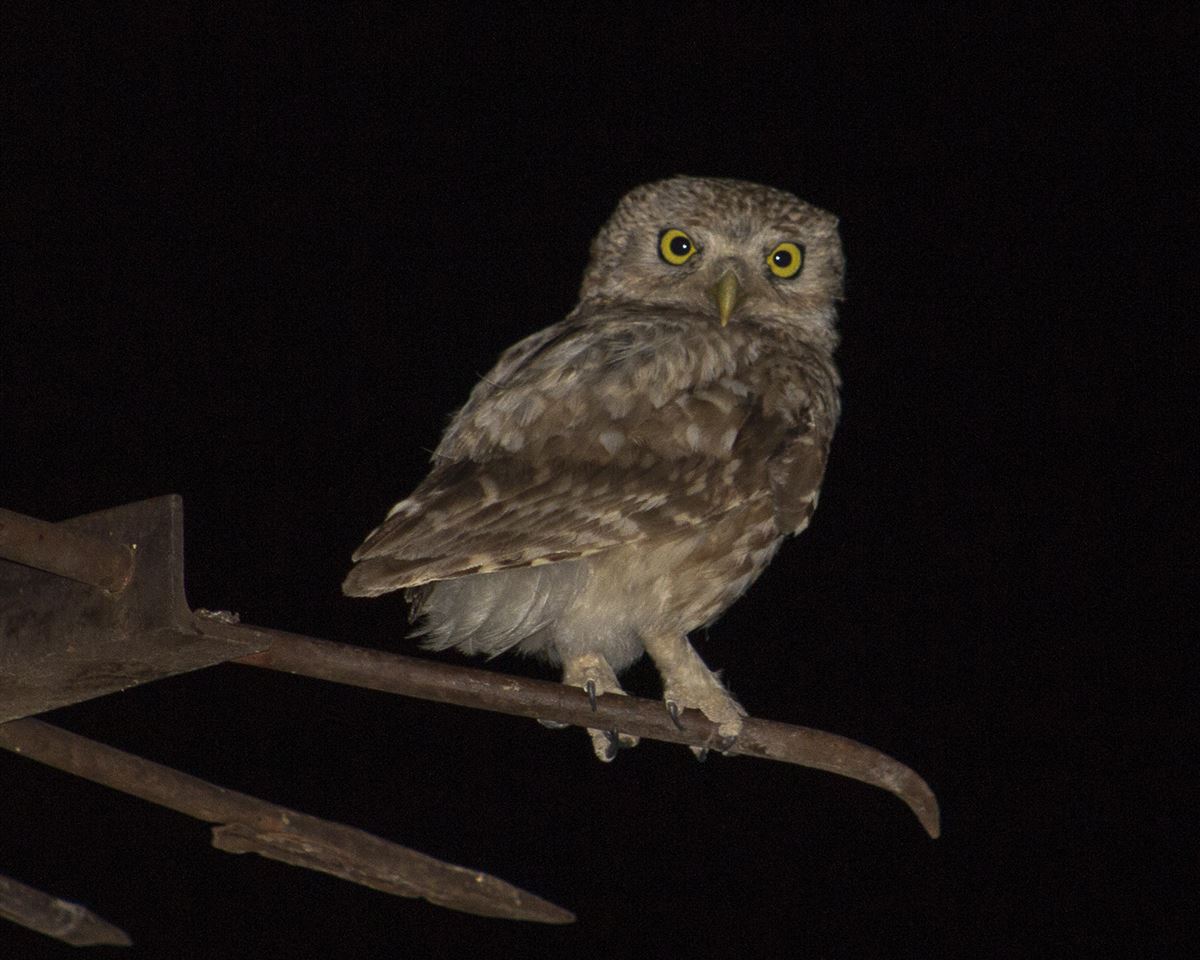 Little Owl