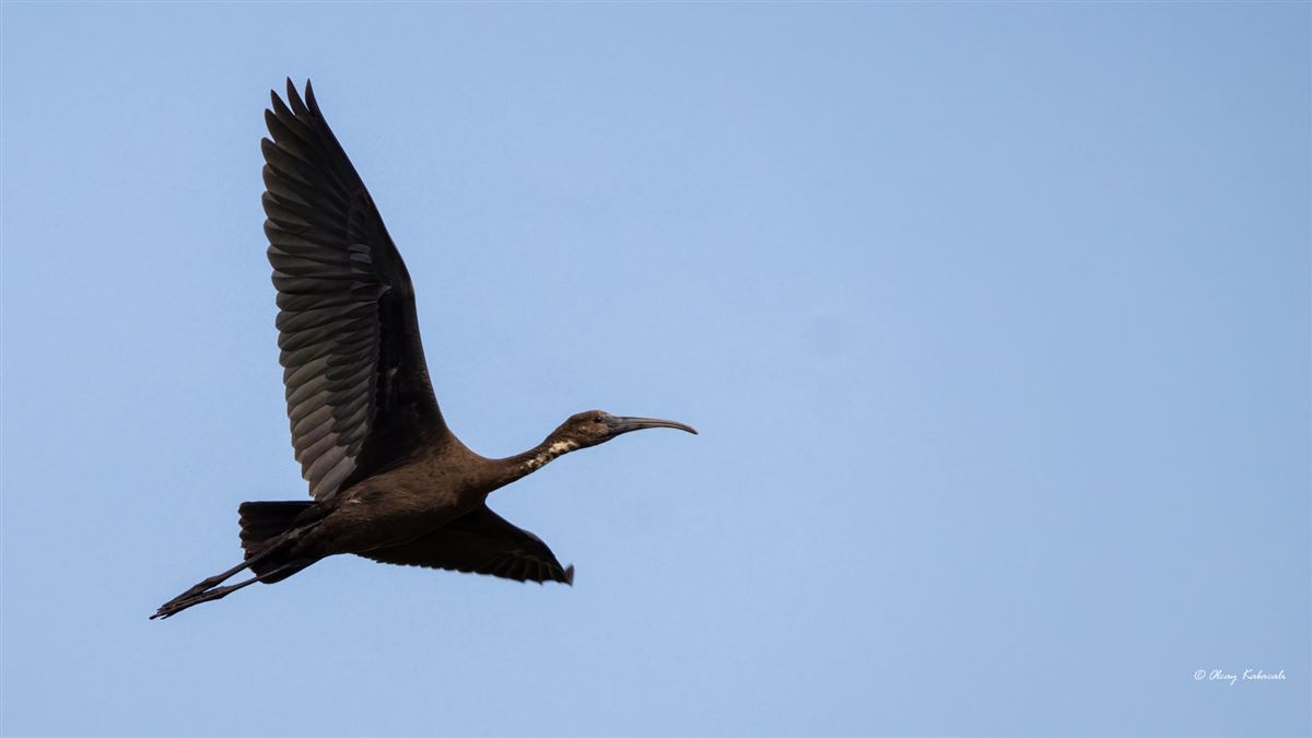 Glossy Ibis