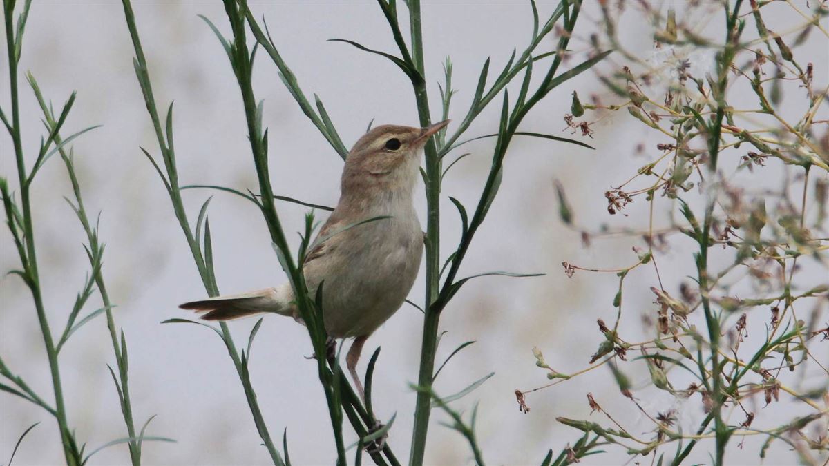 Booted Warbler