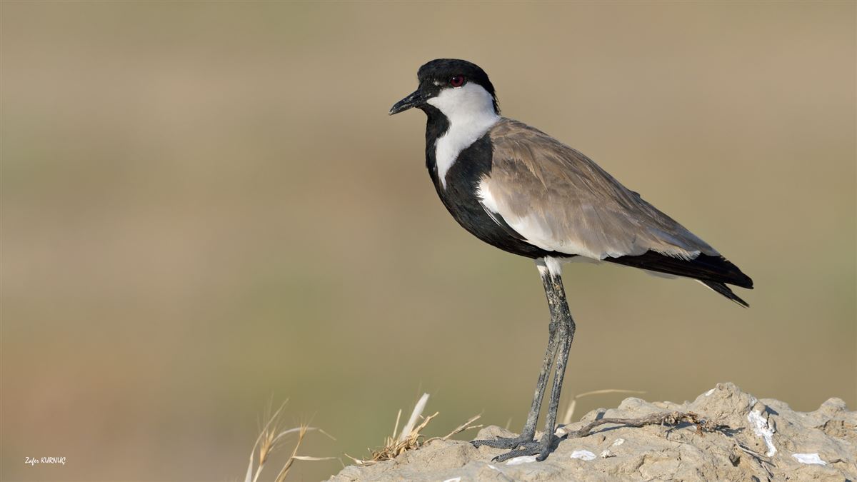 Spur-winged Lapwing