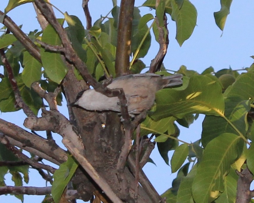 Western Rock Nuthatch