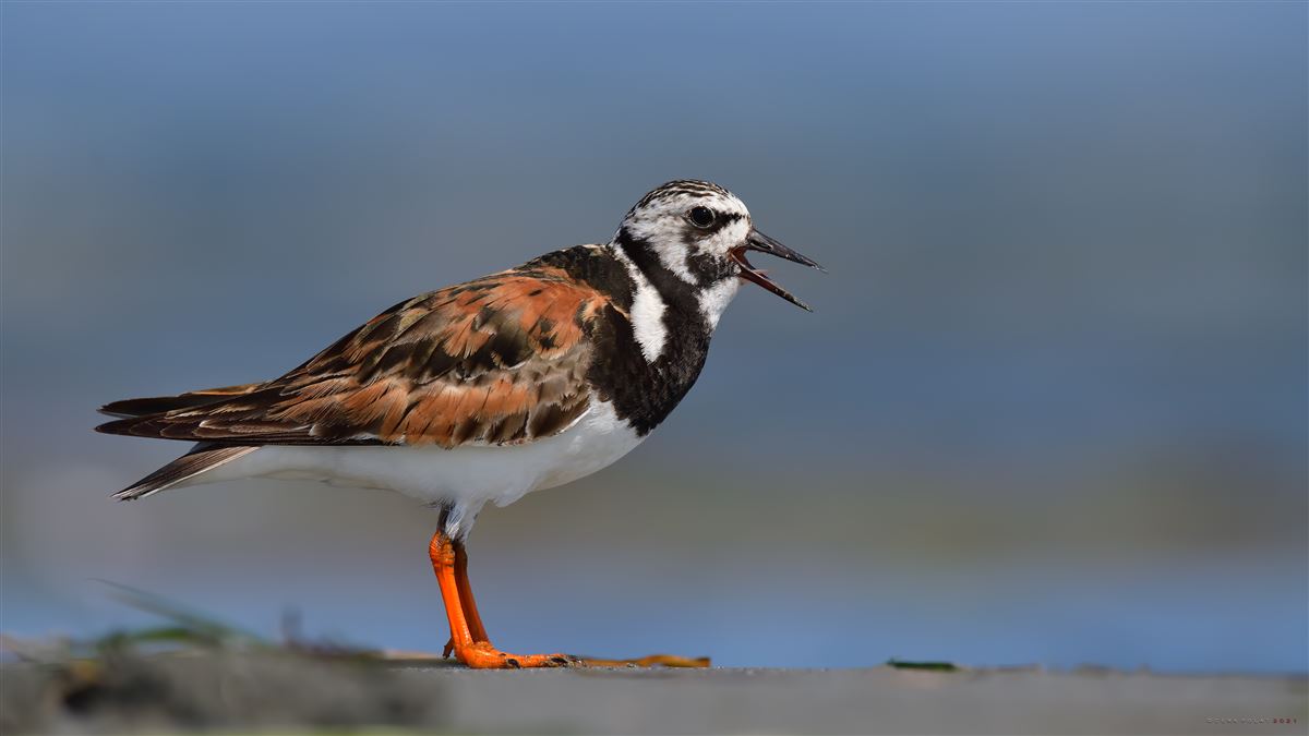 Ruddy Turnstone