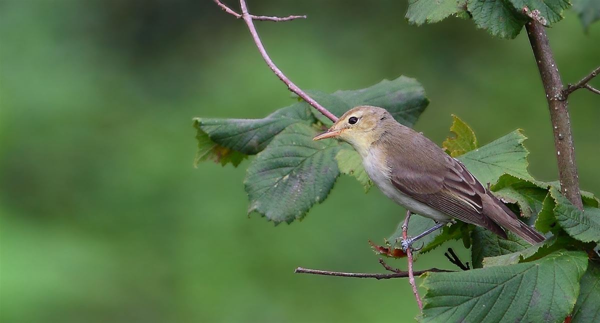 Icterine Warbler