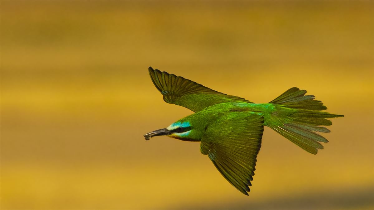 Blue-cheeked Bee-eater