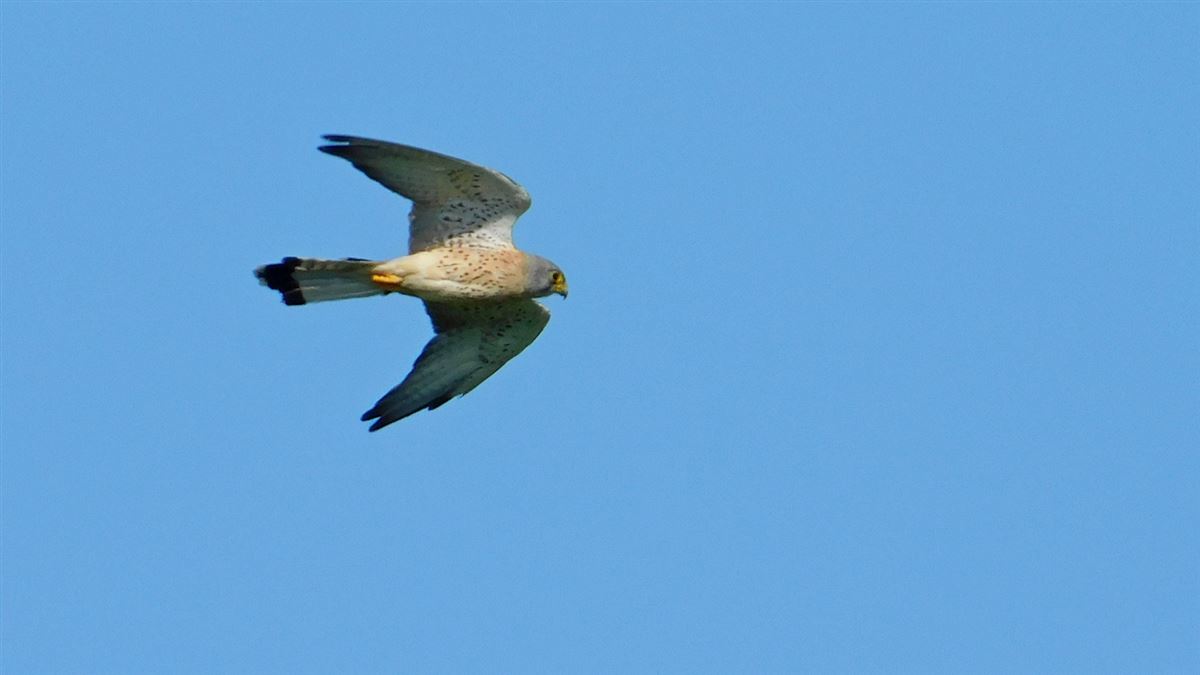 Common Kestrel