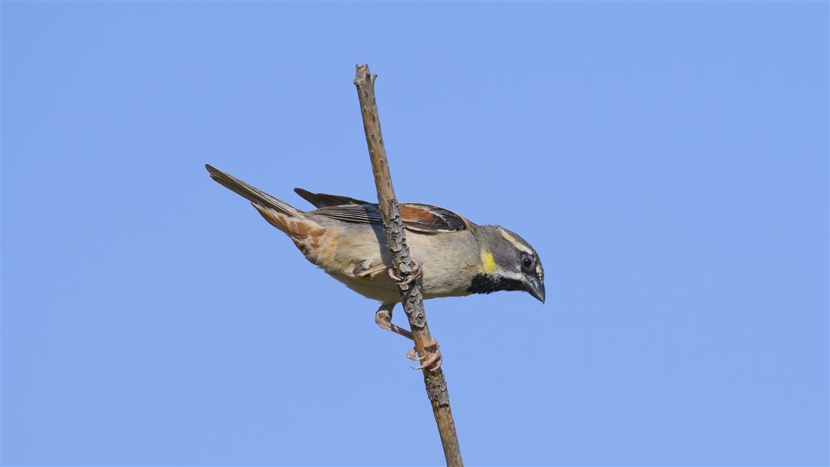 Dead Sea Sparrow