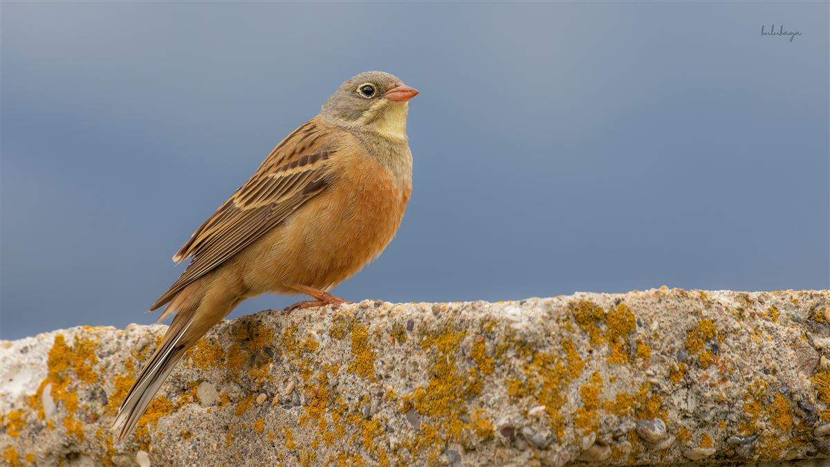 Ortolan Bunting