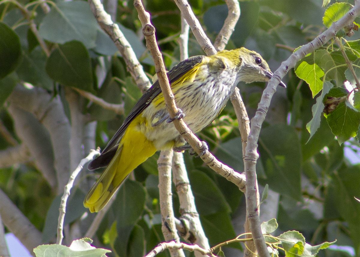 Eurasian Golden Oriole