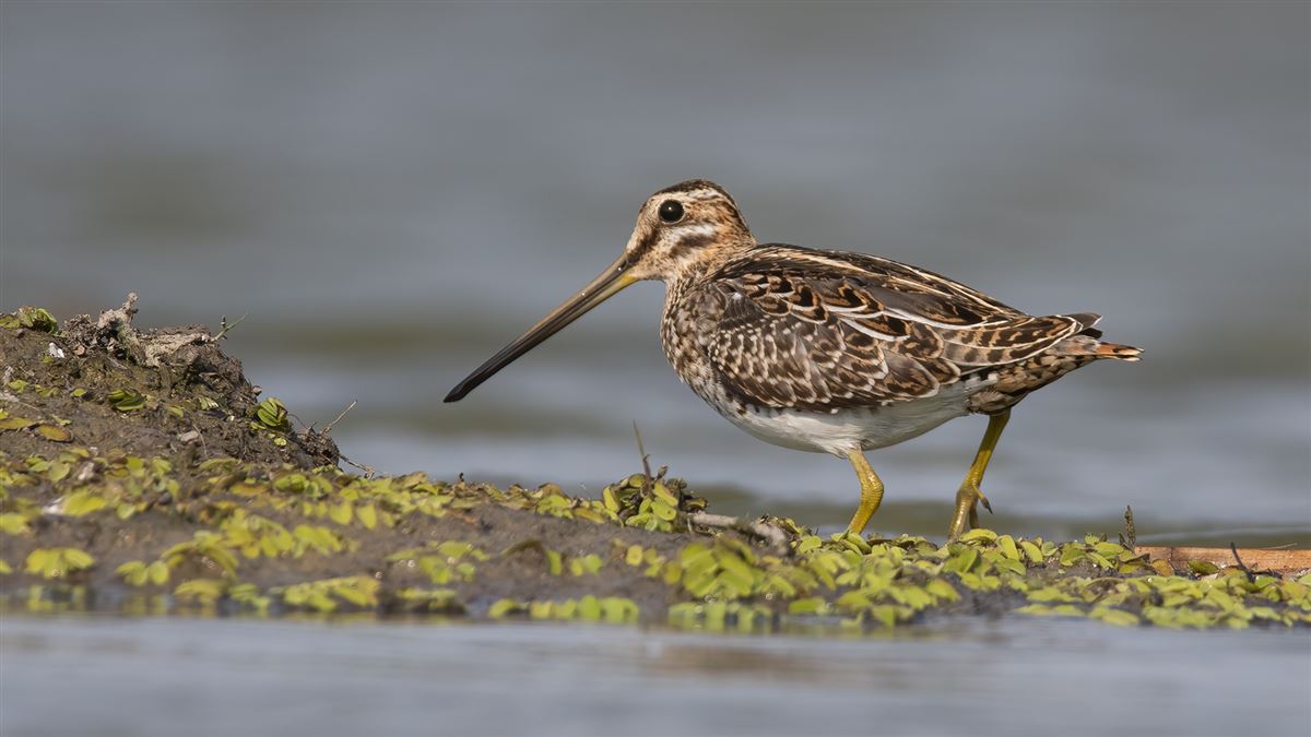 Common Snipe