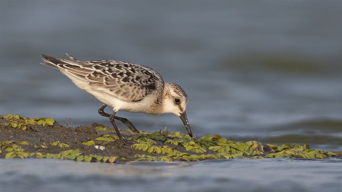 Sanderling