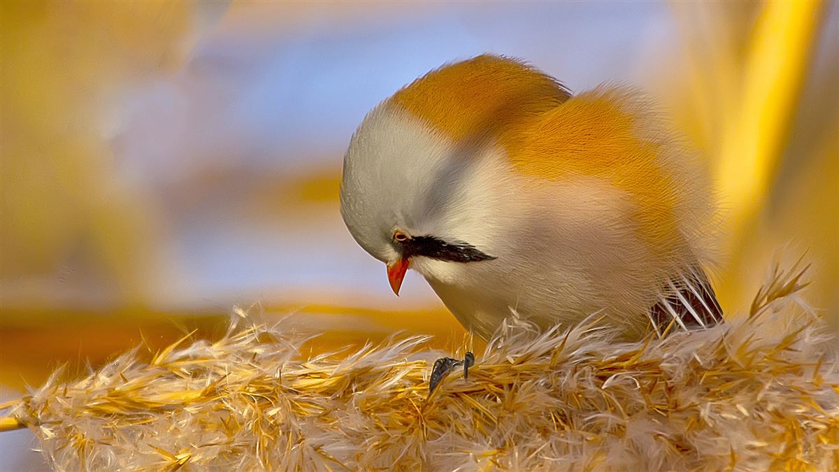 Bearded Reedling