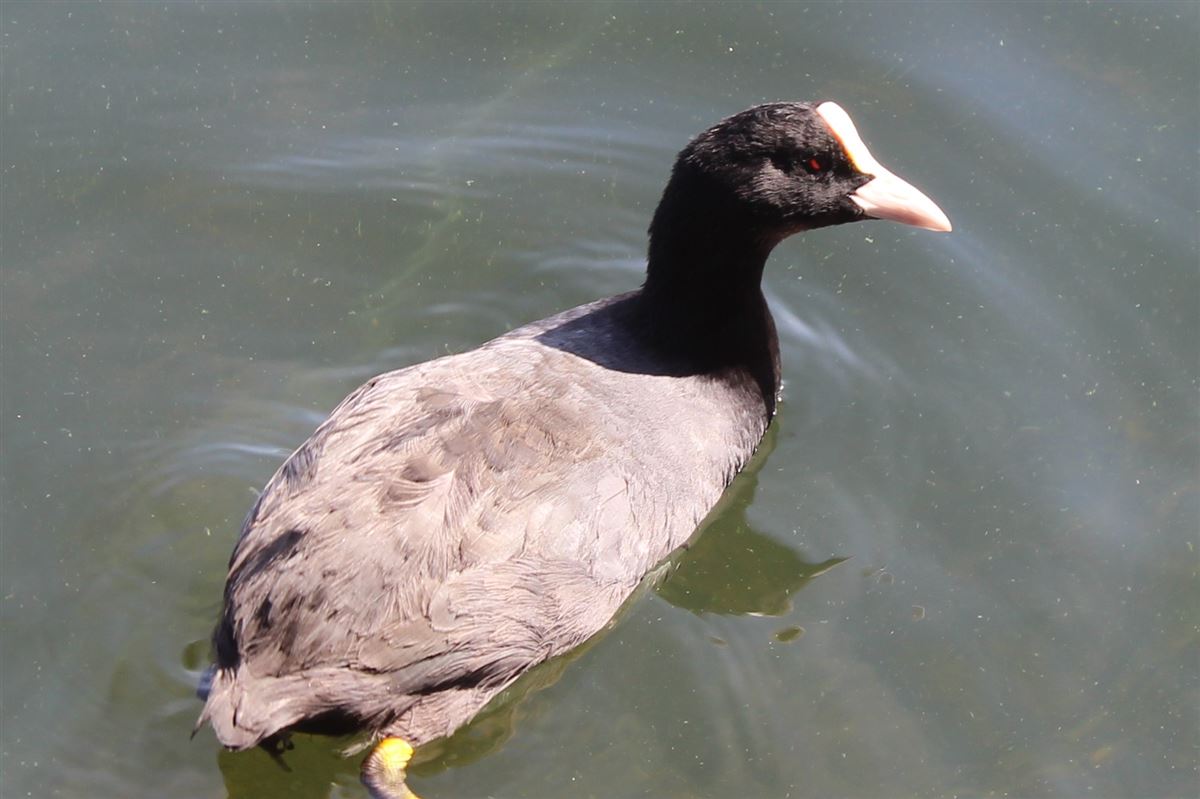 Eurasian Coot