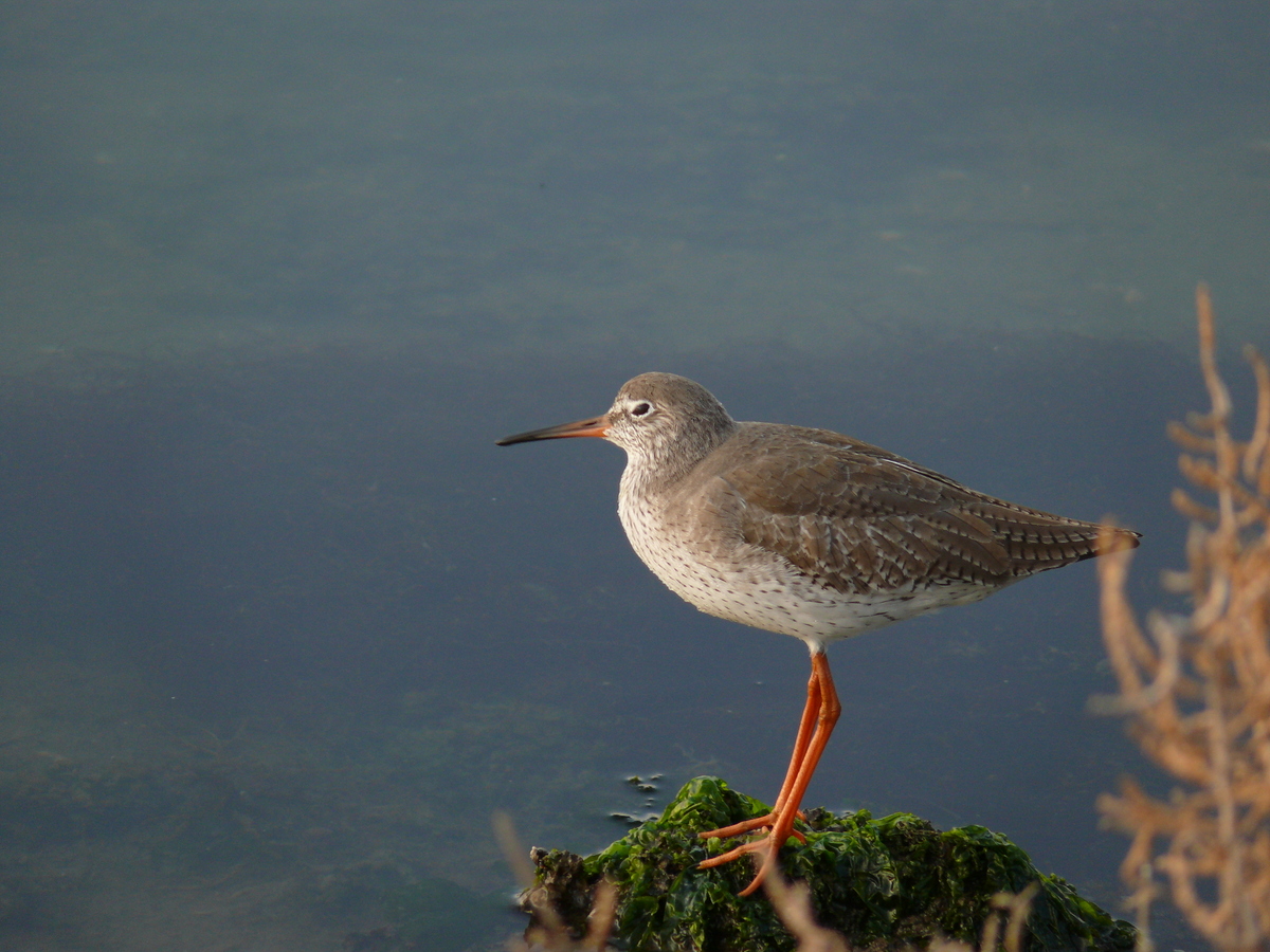 Common Redshank