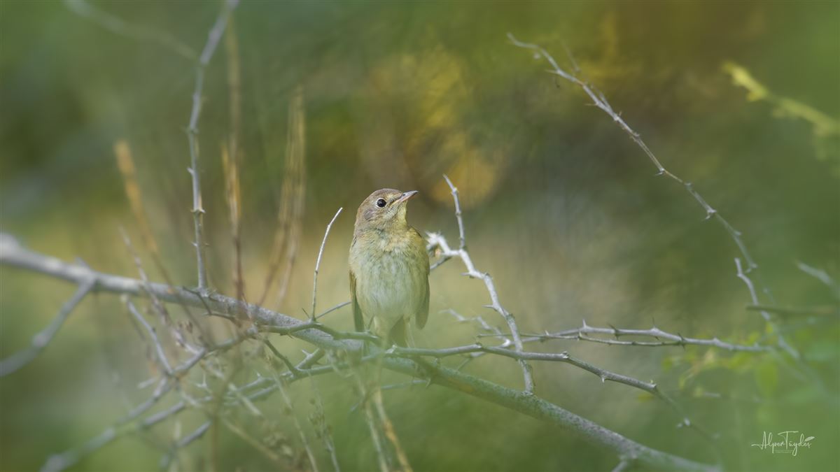 Thrush Nightingale