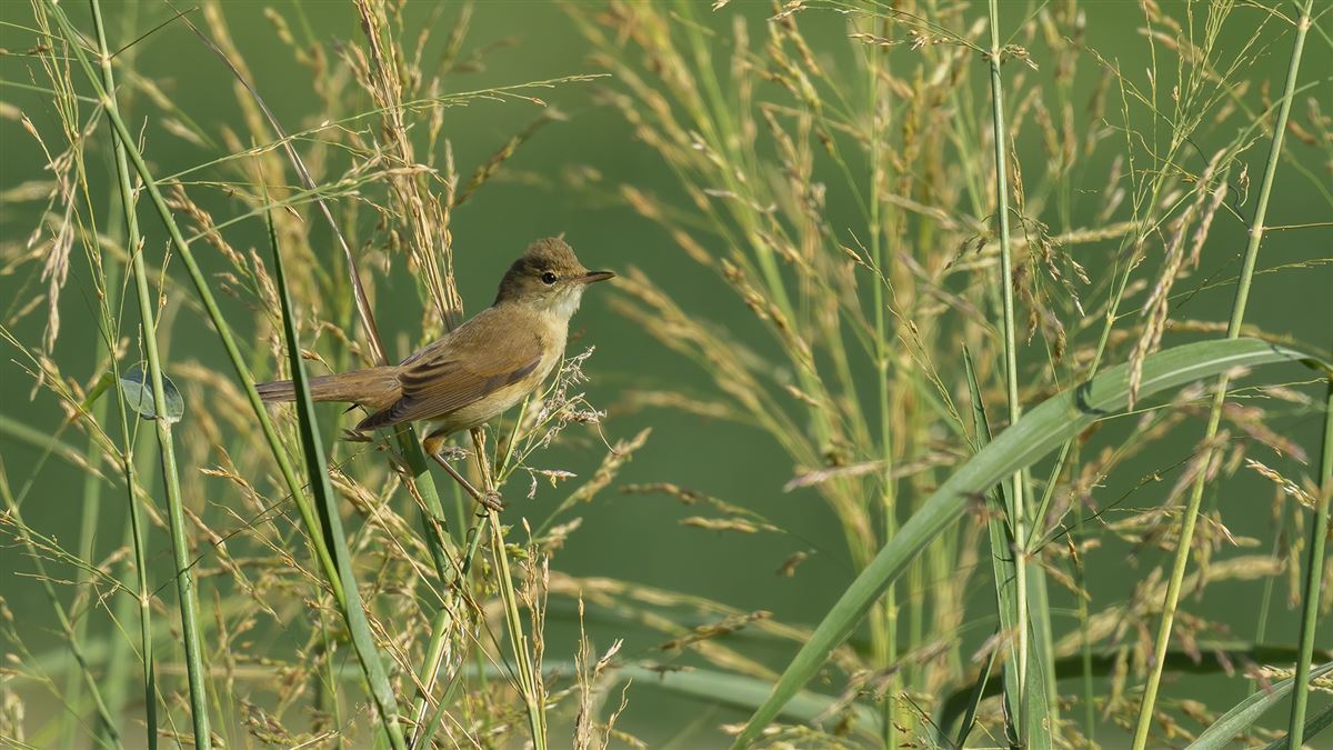 Common Reed Warbler