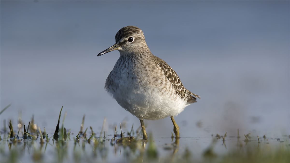 Wood Sandpiper