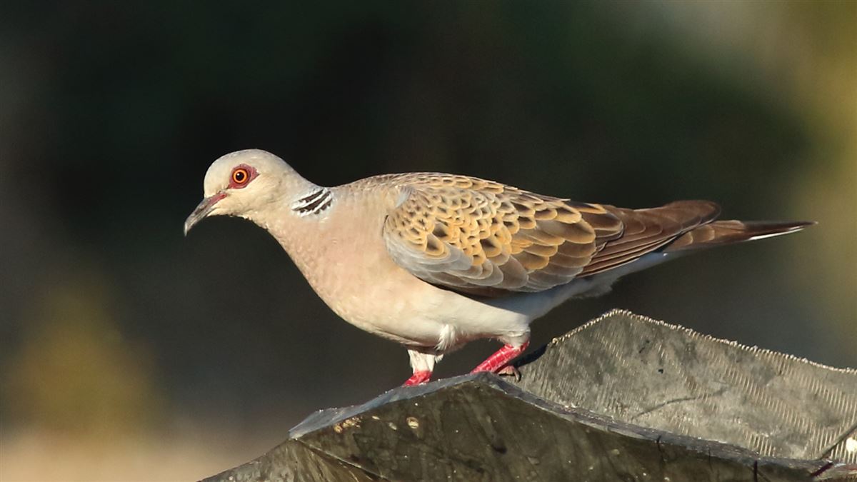 European Turtle Dove