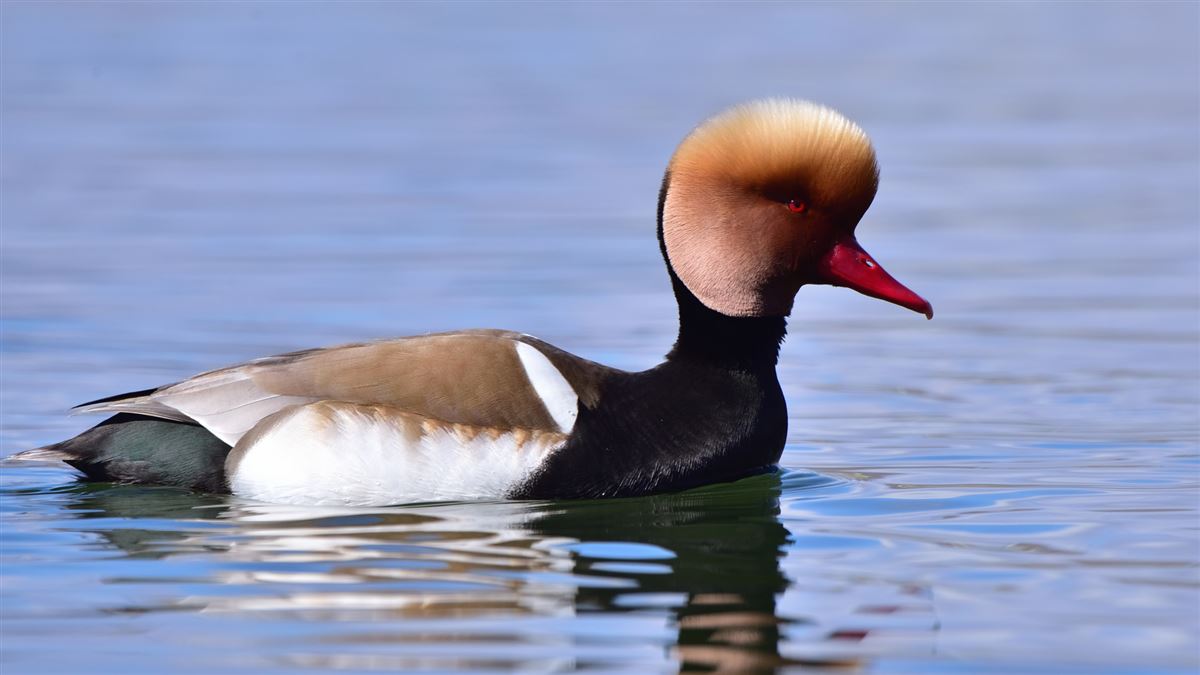 Red-crested Pochard