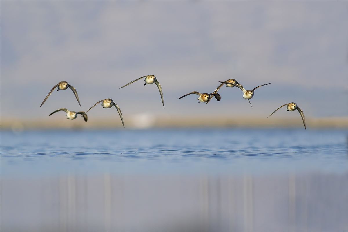 Little Stint