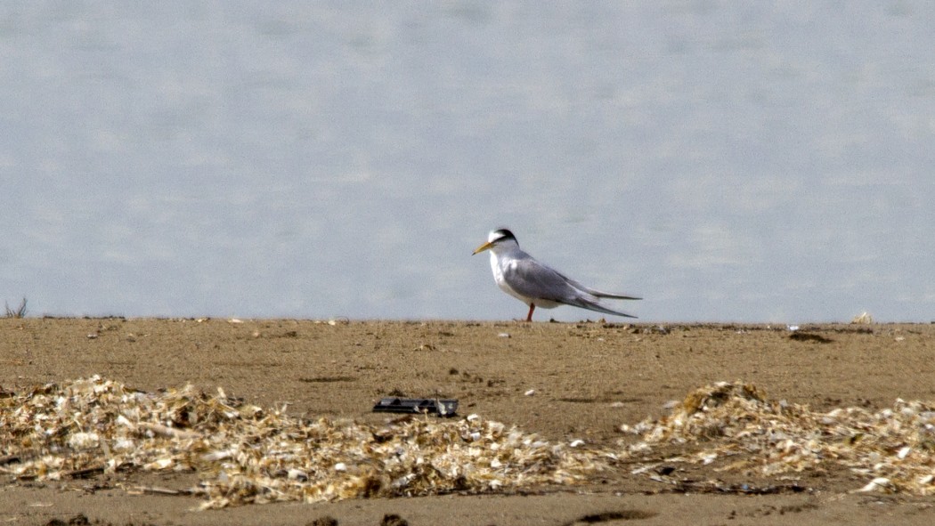 Küçük Sumru