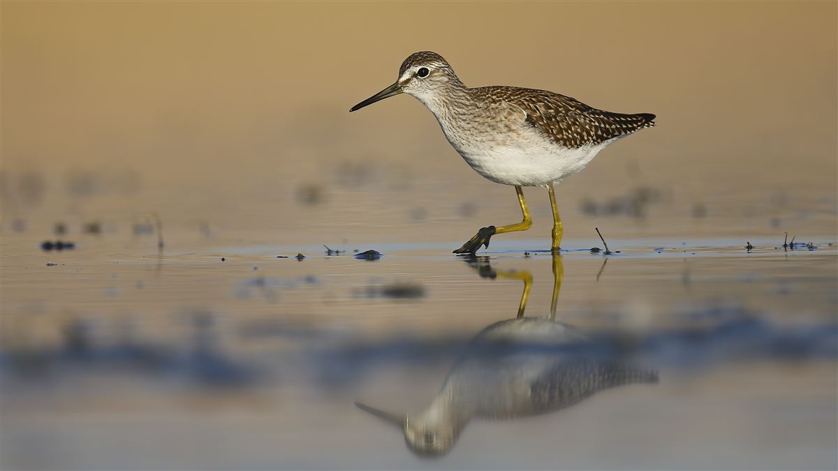 Wood Sandpiper