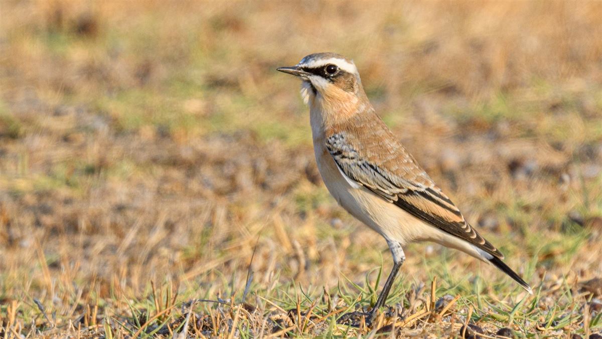 Northern Wheatear