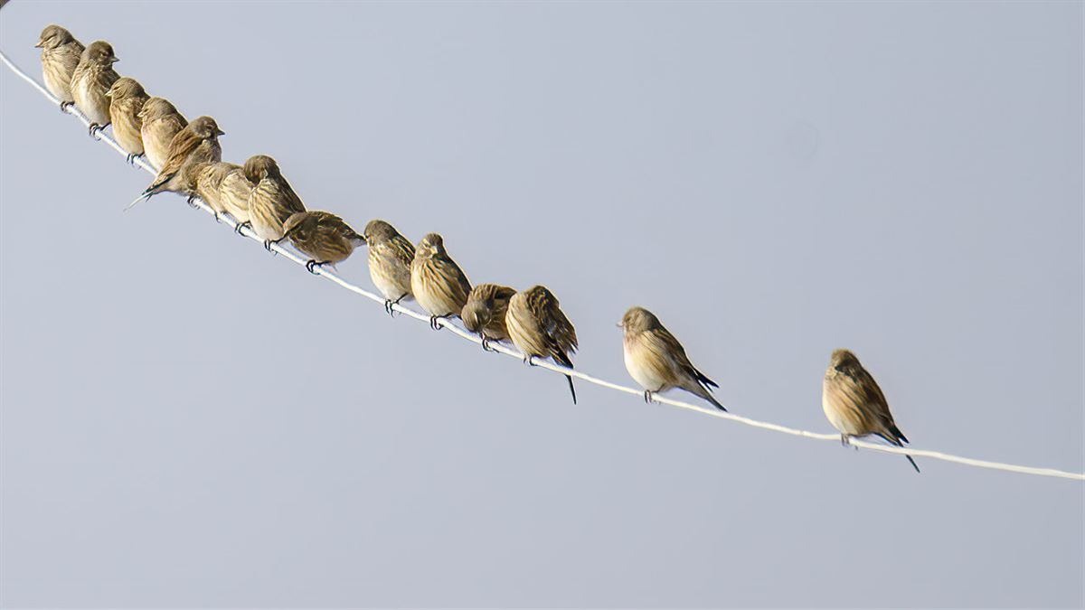 Common Linnet