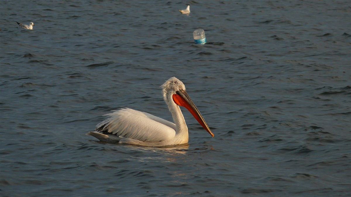 Dalmatian Pelican