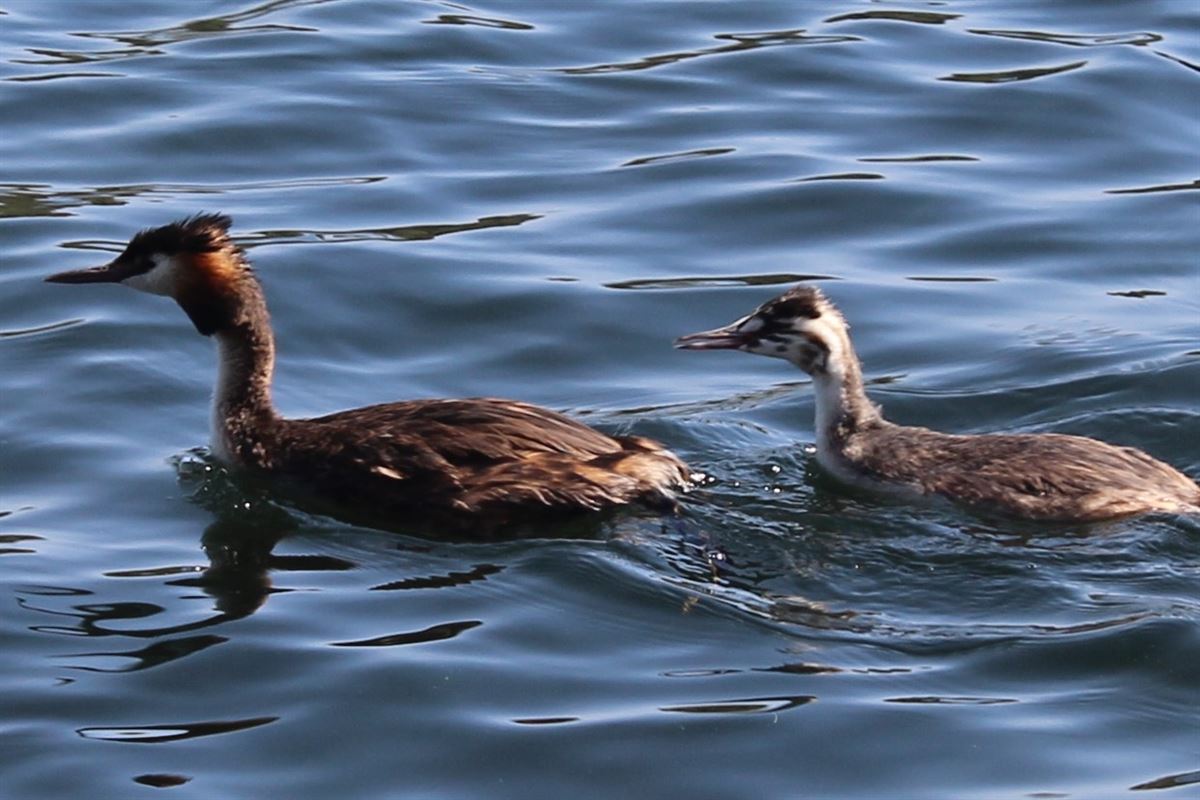Great Crested Grebe