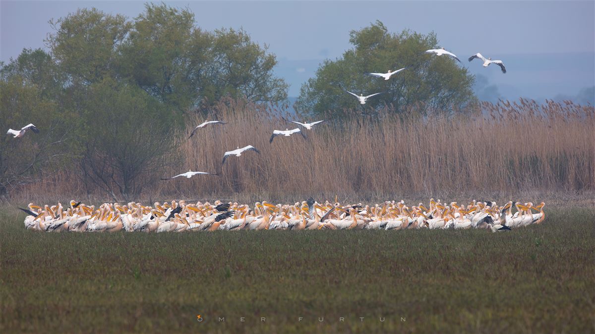Great White Pelican