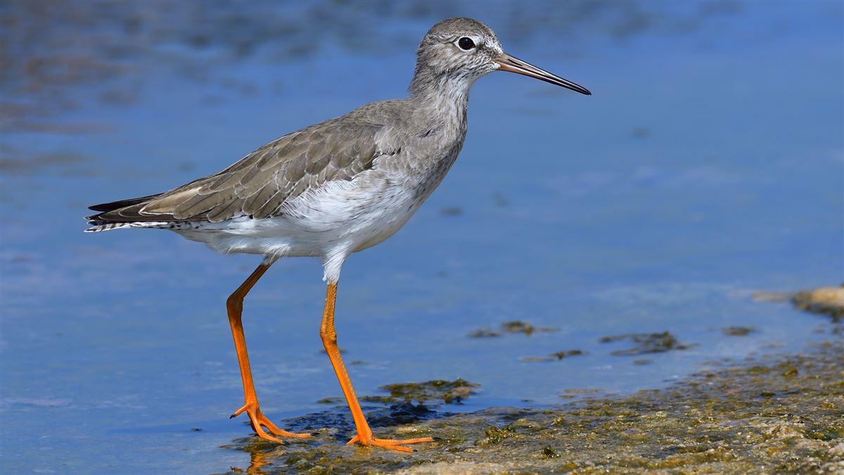 Common Redshank