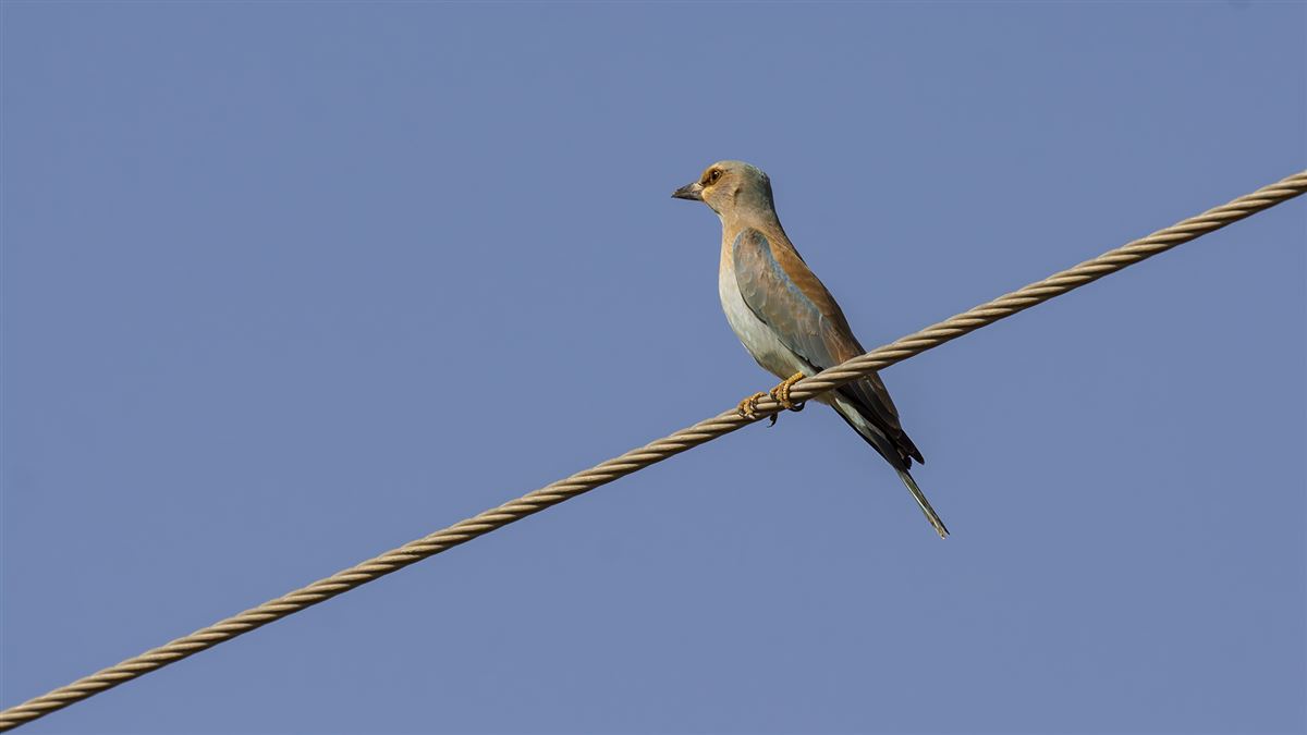 European Roller