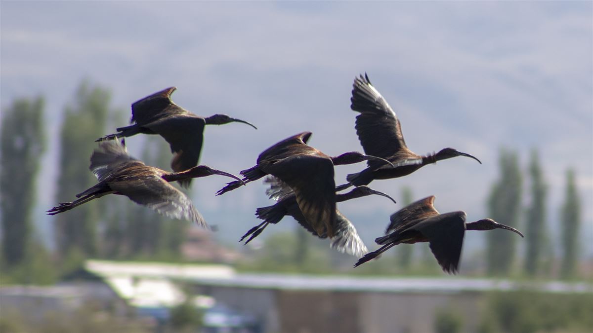 Glossy Ibis