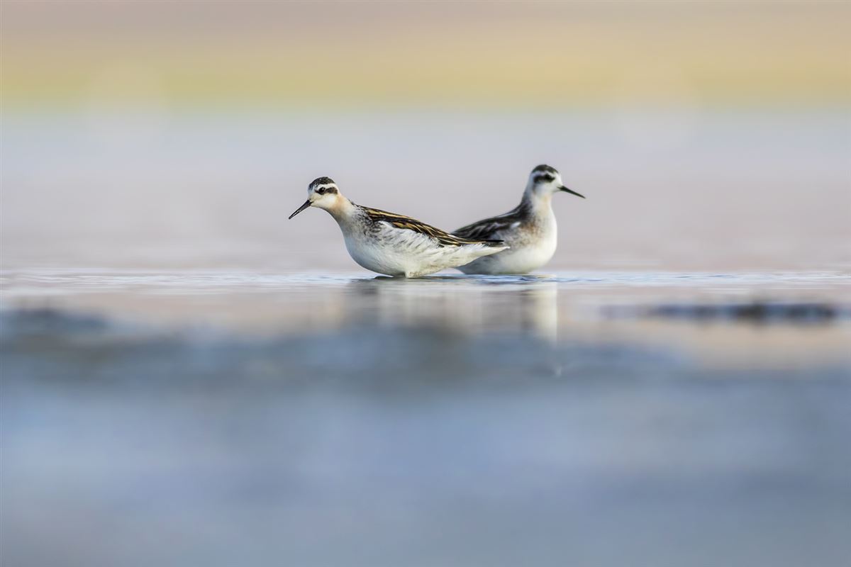 Red-necked Phalarope