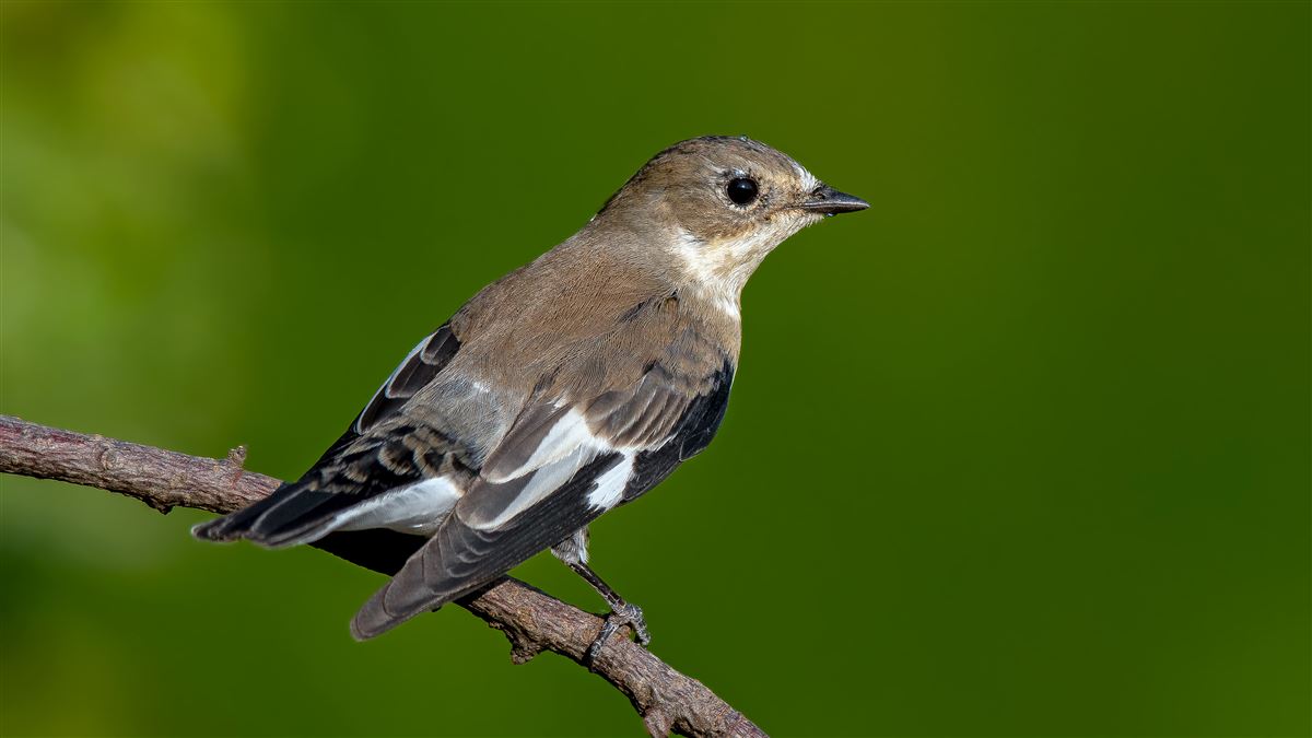 Collared Flycatcher