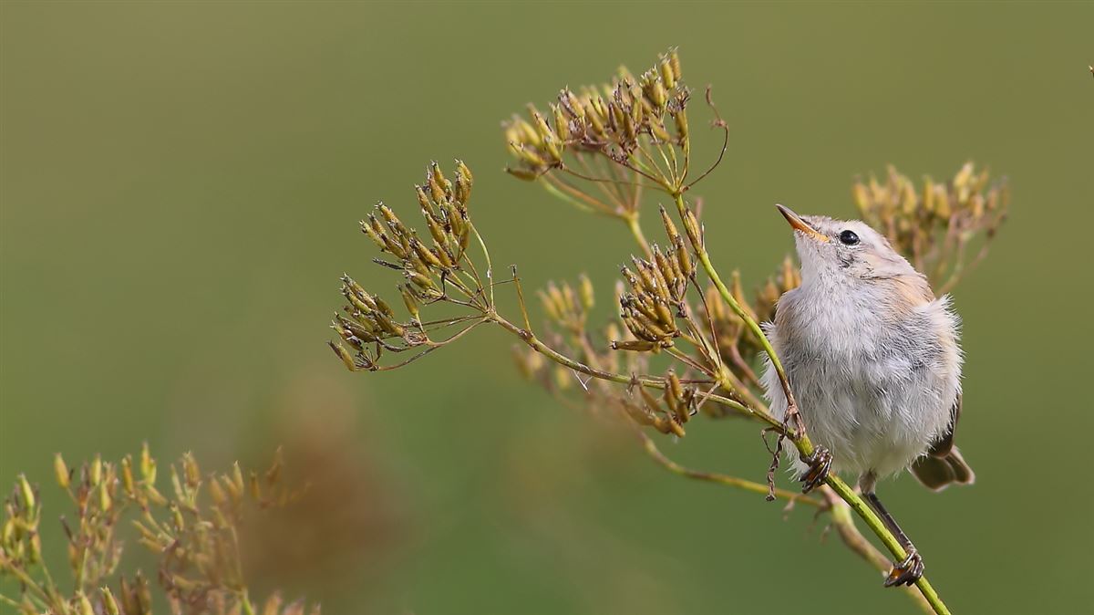 Mountain Chiffchaff