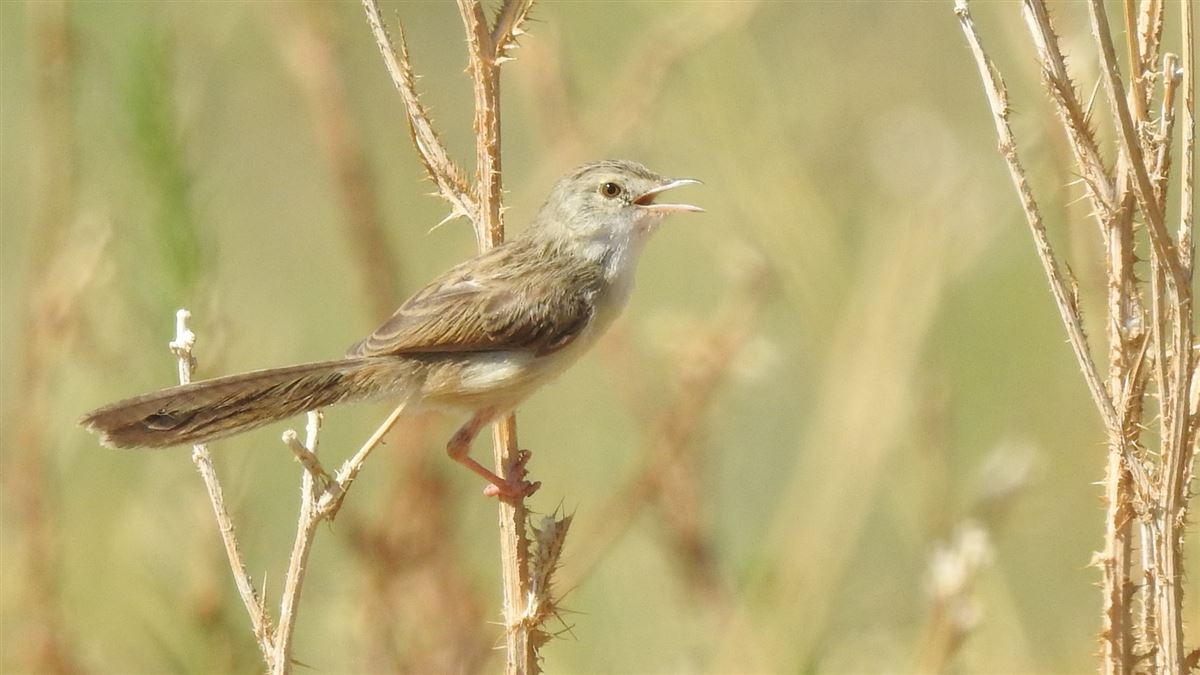 Delicate Prinia