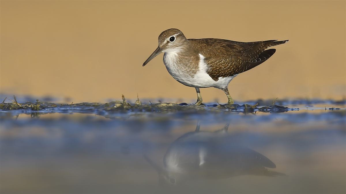 Common Sandpiper